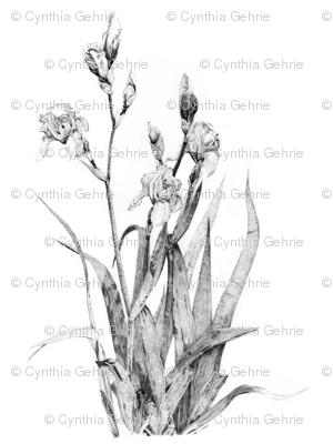300x400 Iris Plant Drawing Fabric