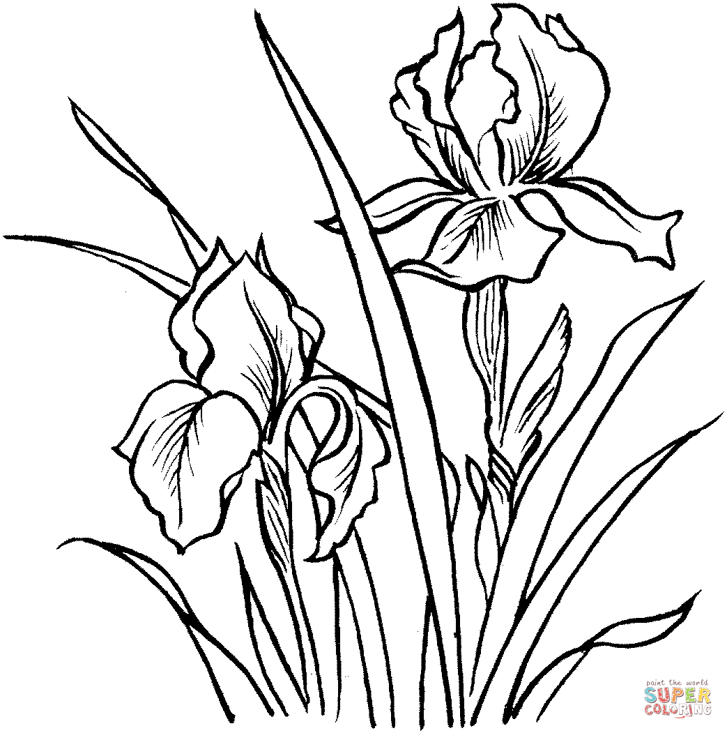 1043x1051 Irises Super Coloring Iris, Draw