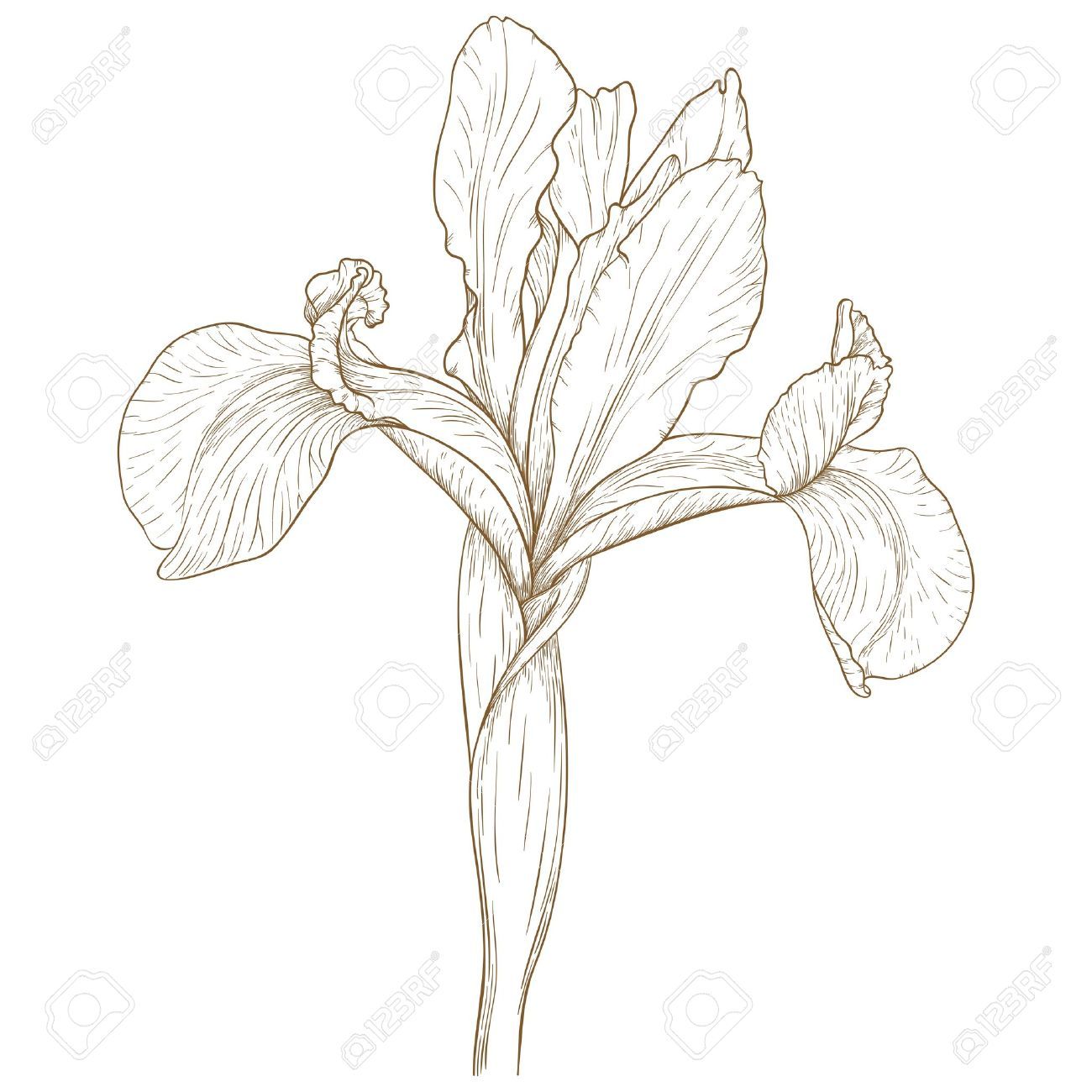 1300x1300 Iris Flower Drawing
