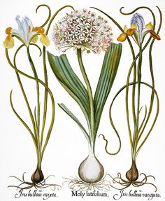 236x287 A Medieval Garden Of Botanical Illustrations