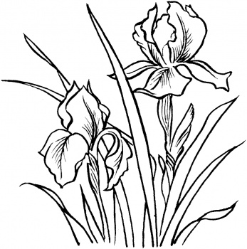 347x350 Iris Coloring Flower In Amusing Draw Image