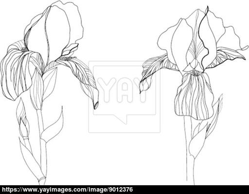 512x399 Two Iris Flowers Drawing On White Background Vector