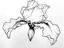 221x169 Line Drawings Of Irises