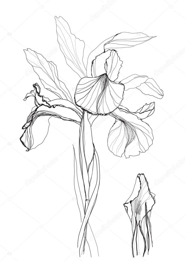 723x1023 Drawing Iris Stock Photo Vergasova
