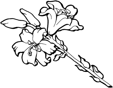 480x373 Iris Flower Blossom Coloring Page Free Printable Coloring Pages