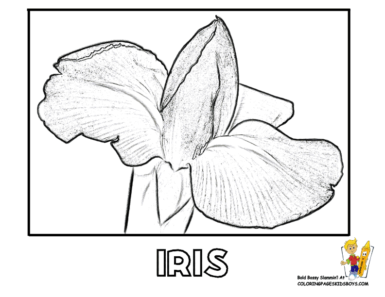 792x612 Iris Flower Coloring Page 429252
