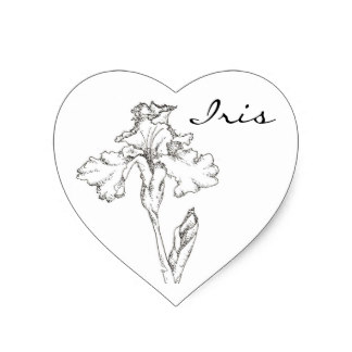 324x324 Iris Flower Drawing Gifts On Zazzle