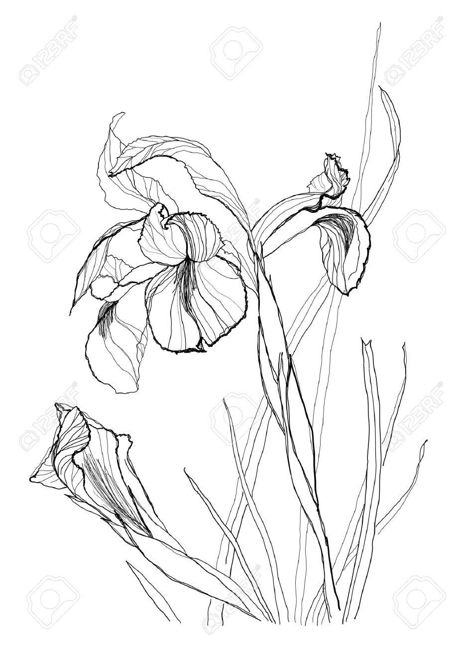 918x1300 Iris Flower Drawing On White Background Royalty Free Cliparts