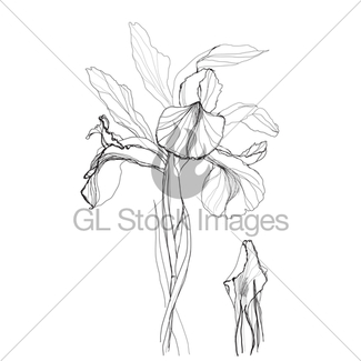 325x325 Drawing Irises Gl Stock Images