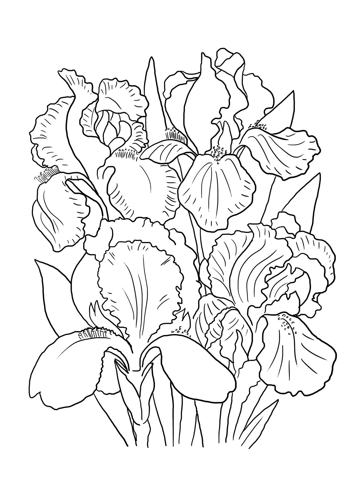Iris Coloring Sheet Coloring Pages
