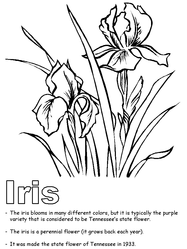 718x957 Iris Flower Coloring Page 429247