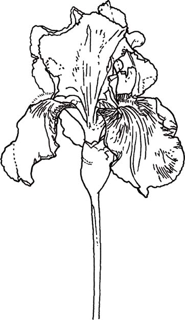 362x624 Line Drawings