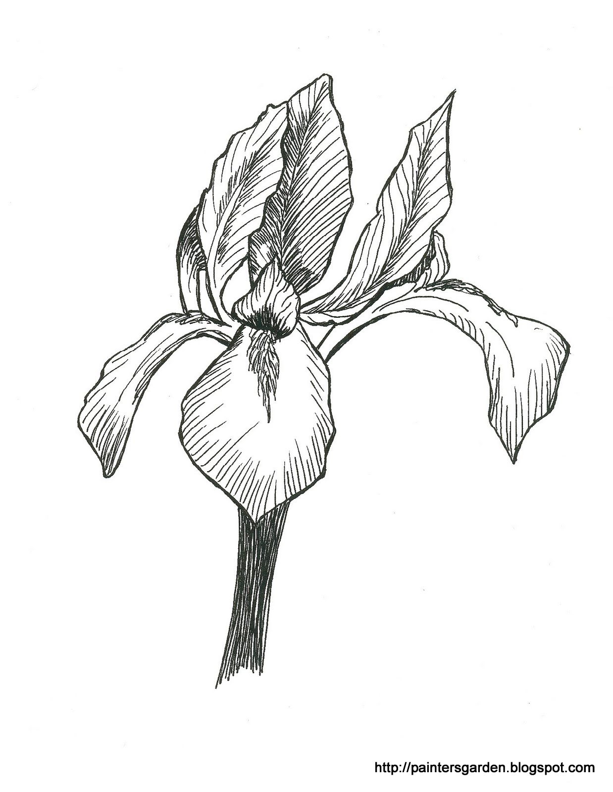 1238x1600 Paintersgarden Old Iris Drawings And Painted Furniture