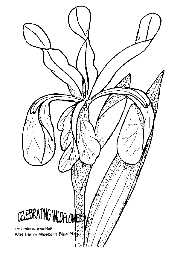 612x856 Umatilla National Forest