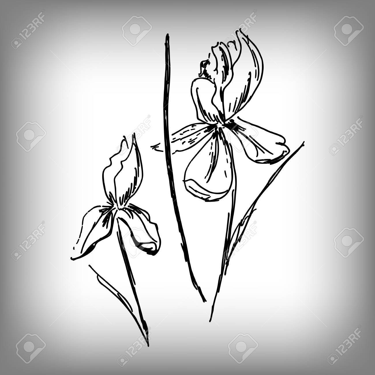1300x1300 Vector Iris Flower. Illustration By Hand. Monochrome Drawing