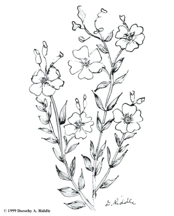 580x720 Wildflower Coloring Pages Hand Drawn Line Illustration With Iris
