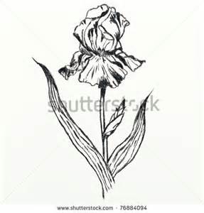 287x300 Line Drawings Of Irises