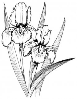 250x323 Gallery Printable Line Drawings Of Flowers,