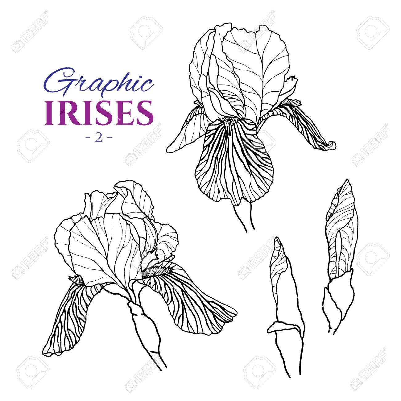 1300x1300 Graphic Illustration Of Irises From Different Angles, Set Part