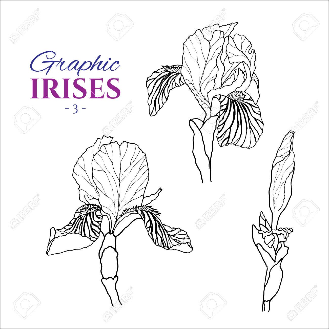 1300x1300 Graphic Illustration Of Irises From Different Angles, Set Part 3
