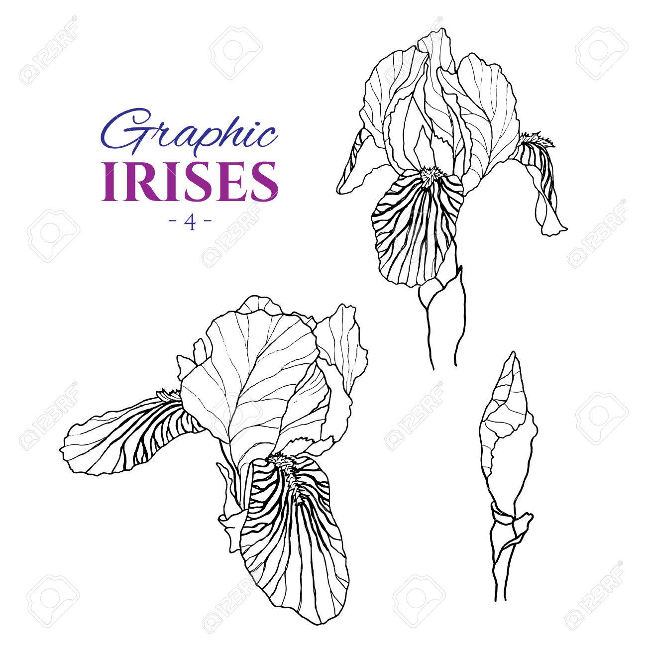 1300x1300 Graphic Illustration Of Irises From Different Angles, Set Part 4