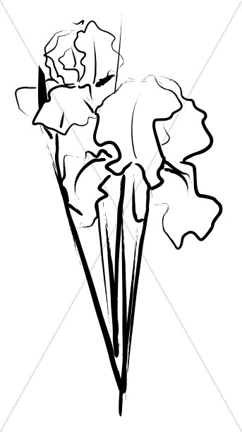343x612 Iris Bouquet Sketch Church Bouquet Clipart