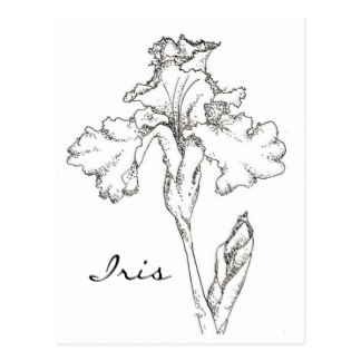 324x324 Iris Drawing Gifts On Zazzle
