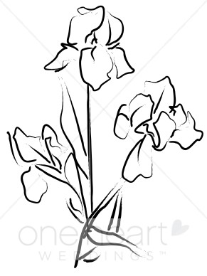 291x388 Irises Clipart Elegant Wedding Flower Sketches
