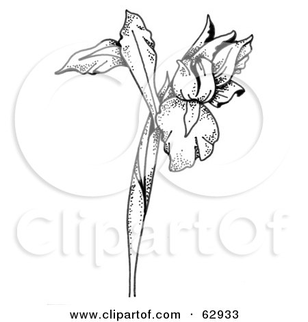 450x470 Royalty Free (Rf) Clipart Illustration Of A Black And White Iris