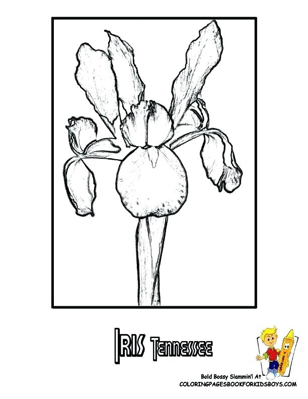612x792 Simple Usa Coloring Pages Image Best Images On Colouring Book