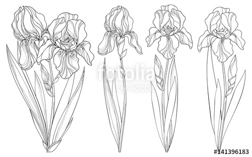 500x313 Vector Set With Outline Iris Flower, Bud And Leaves In Black