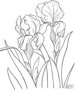 252x300 Line Drawings Of Irises