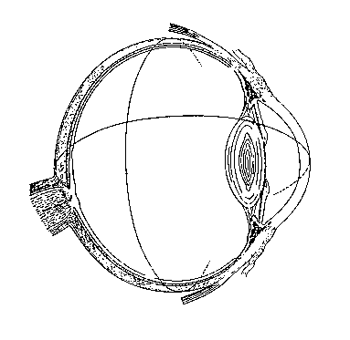 383x373 Anatomy, Physiology, And Development Of The Iris.