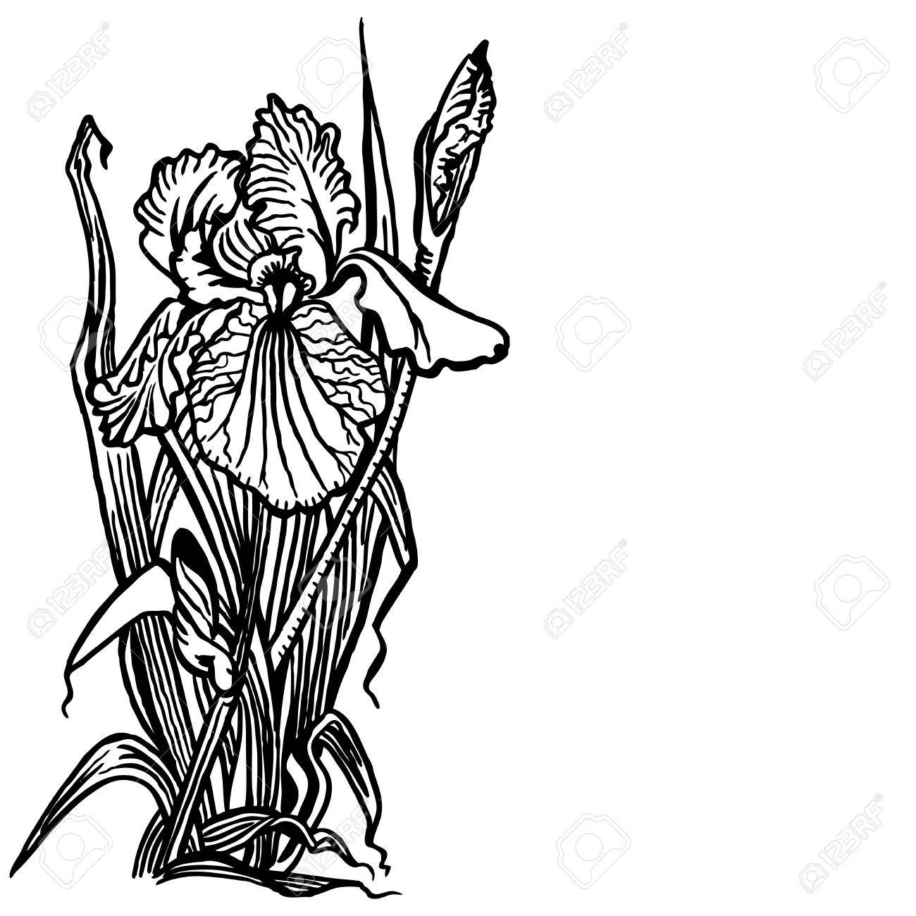 1300x1300 Bouquet Of Irises, Flowers And Leaves. Vintage Drawing. Royalty