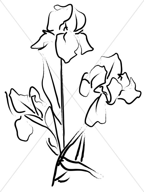 459x612 Elegant Iris Sketch Church Flower Clipart