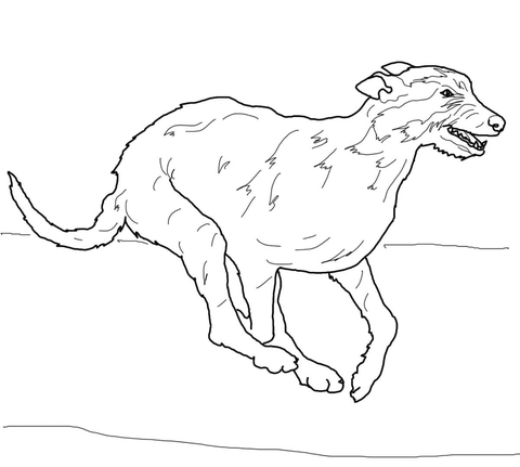 480x431 Irish Wolfhound Coloring Page Free Printable Coloring Pages