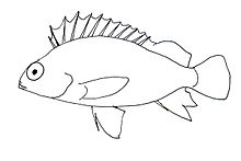 220x147 Centrogenys Vaigiensis