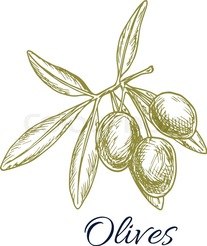 674x800 Olives Sketch Icon. Vector Isolated Green Olive Branch. Design