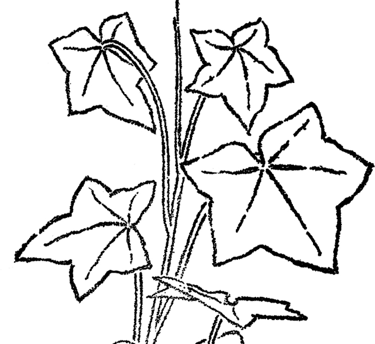 744x684 Vintage Ivy Leaves Line Art!