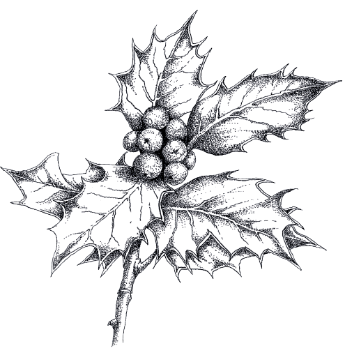 Ivy Leaf Drawing at GetDrawings | Free download