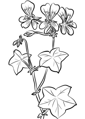 342x480 Ivy Leaf Geranium Coloring Page Free Printable Coloring Pages