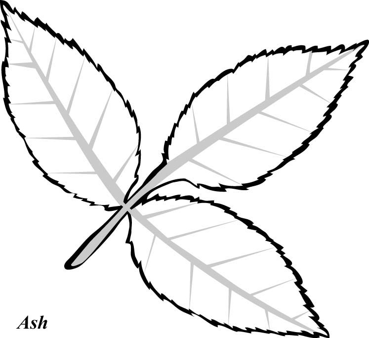 747x686 Best Photos Of Leaf Drawing Template