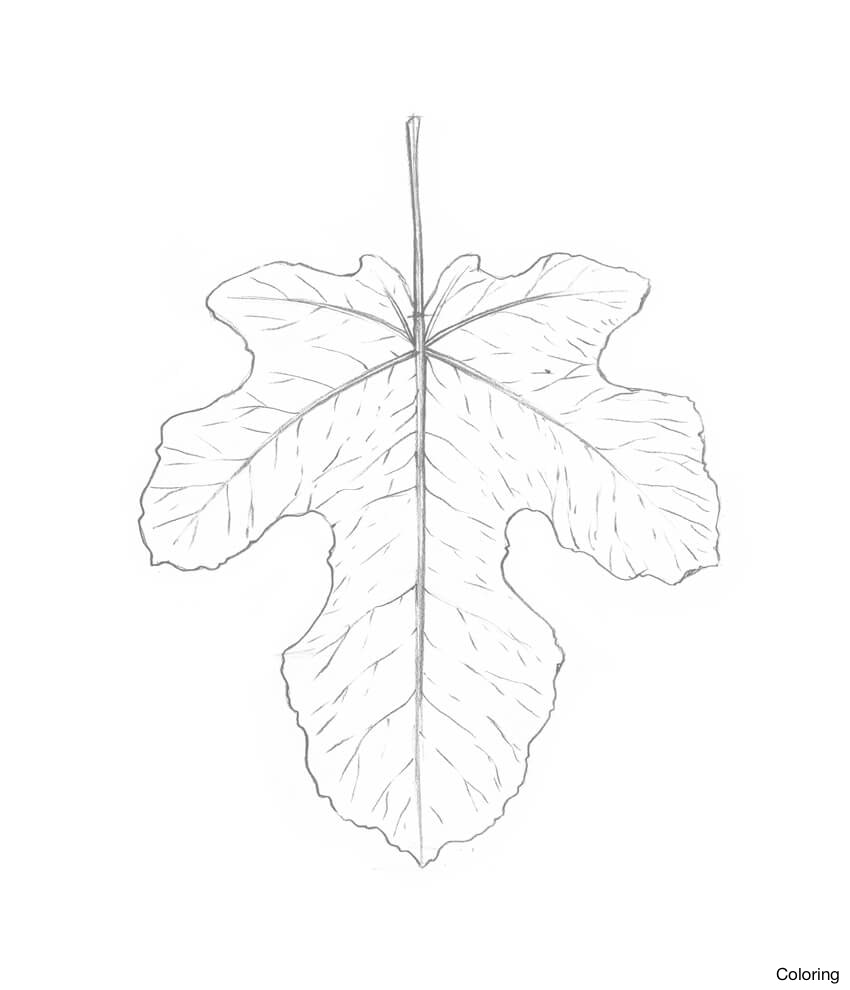 850x990 Drawing Leaves On Trees A Tree Without Art Library Of Coloring 28f