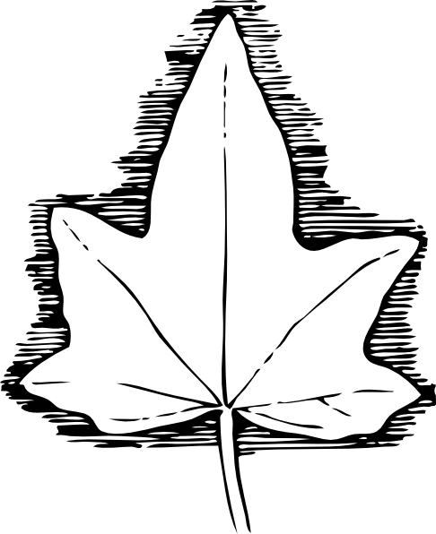 486x596 Ivy Leaf Clip Art