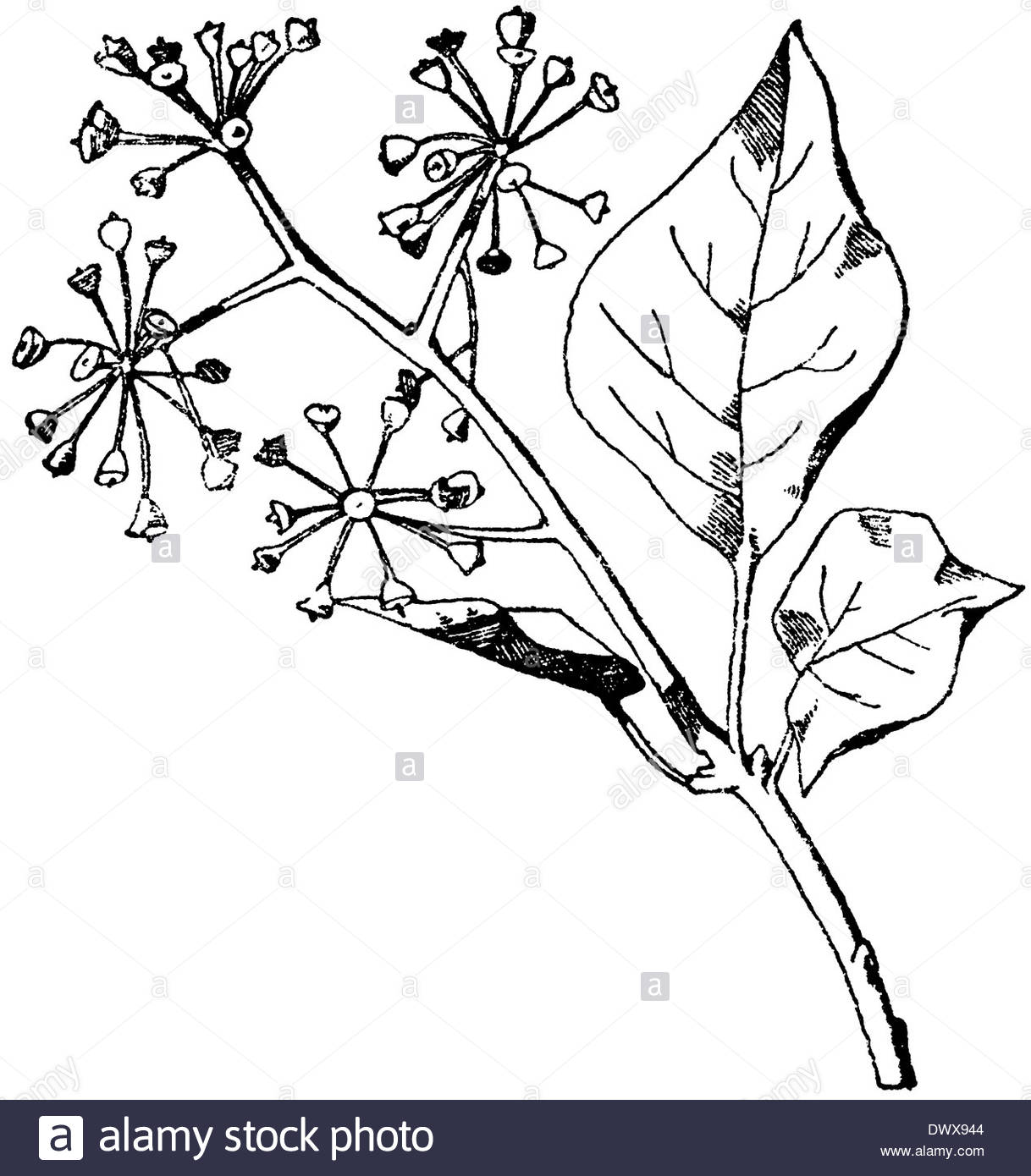 Ivy Leaves Drawing at GetDrawings.com | Free for personal use Ivy