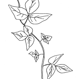 268x268 Large Leaf Template Az Coloring Pages Ivy Leaf Coloring Page