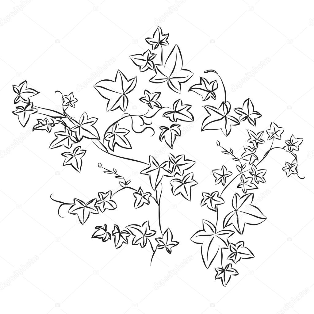 1024x1024 Black Doodle Ivy Leaves Stock Vector Likka
