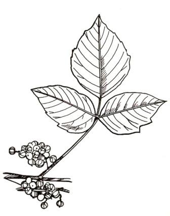 Ivy Leaves Drawing at GetDrawings.com | Free for personal use Ivy