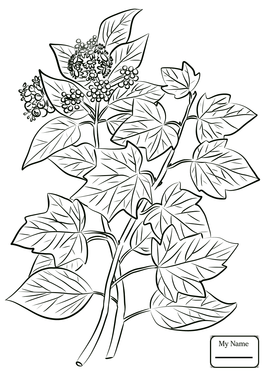Ivy Leaves Drawing at GetDrawings.com | Free for personal use Ivy