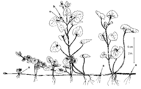 600x382 Ground Ivy Facts And Health Benefits